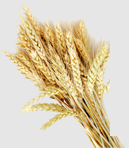 2121�Ƿ���(�й���)�����ٷ���վ