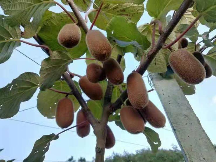 2121�Ƿ���(�й���)�����ٷ���վ