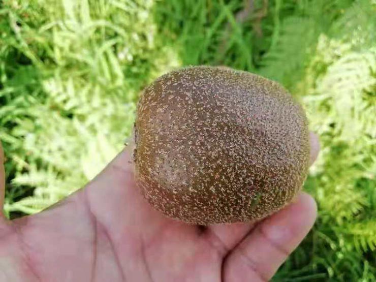 2121�Ƿ���(�й���)�����ٷ���վ